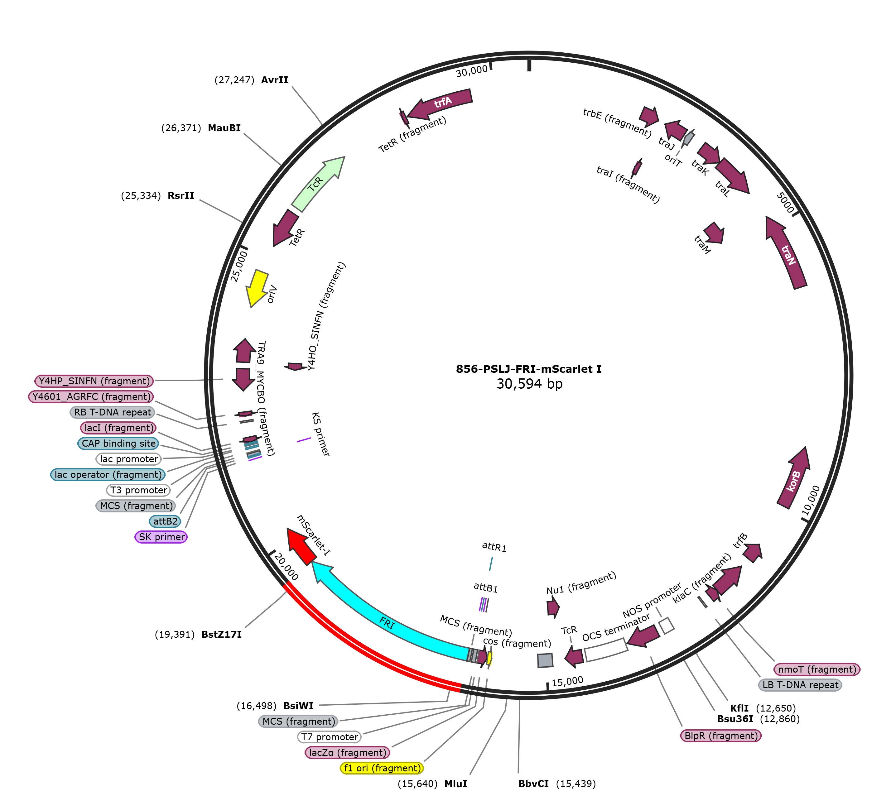 PSLJ-FRI-mScarlet I载体图谱.png